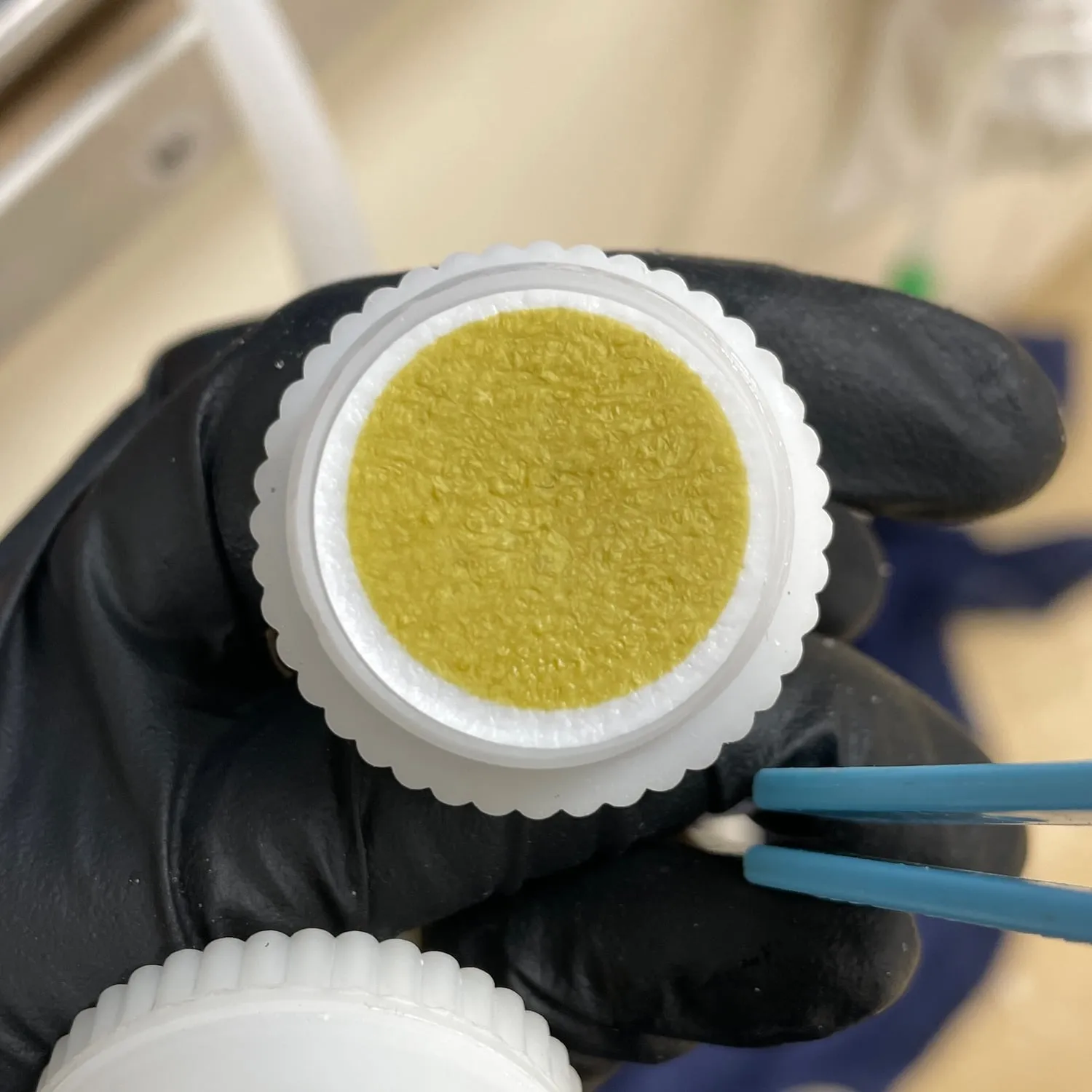 Gloved hand holding an opened filter housing with a yellow-green plankton filter, next to blue forceps